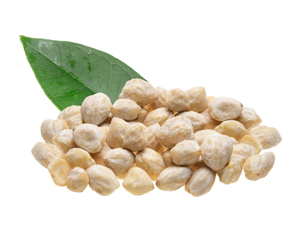 candlenut-isolated-white-background